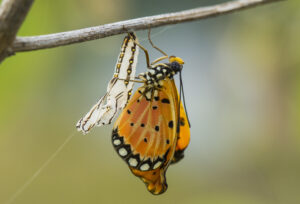 Schmetterling der das Licht der Welt erblickt