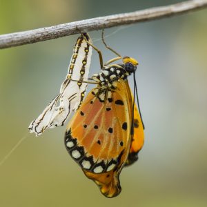 Schmetterling der das Licht der Welt erblickt